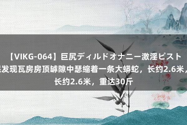 【VIKG-064】巨尻ディルドオナニー激淫ピストン DX 村民发现瓦房房顶罅隙中瑟缩着一条大蟒蛇，长约2.6米，重达30斤