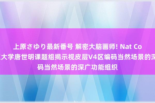 上原さゆり最新番号 解密大脑画师! Nat Commun|北京大学唐世明课题组揭示视皮层V4区编码当然场景的深广功能组织